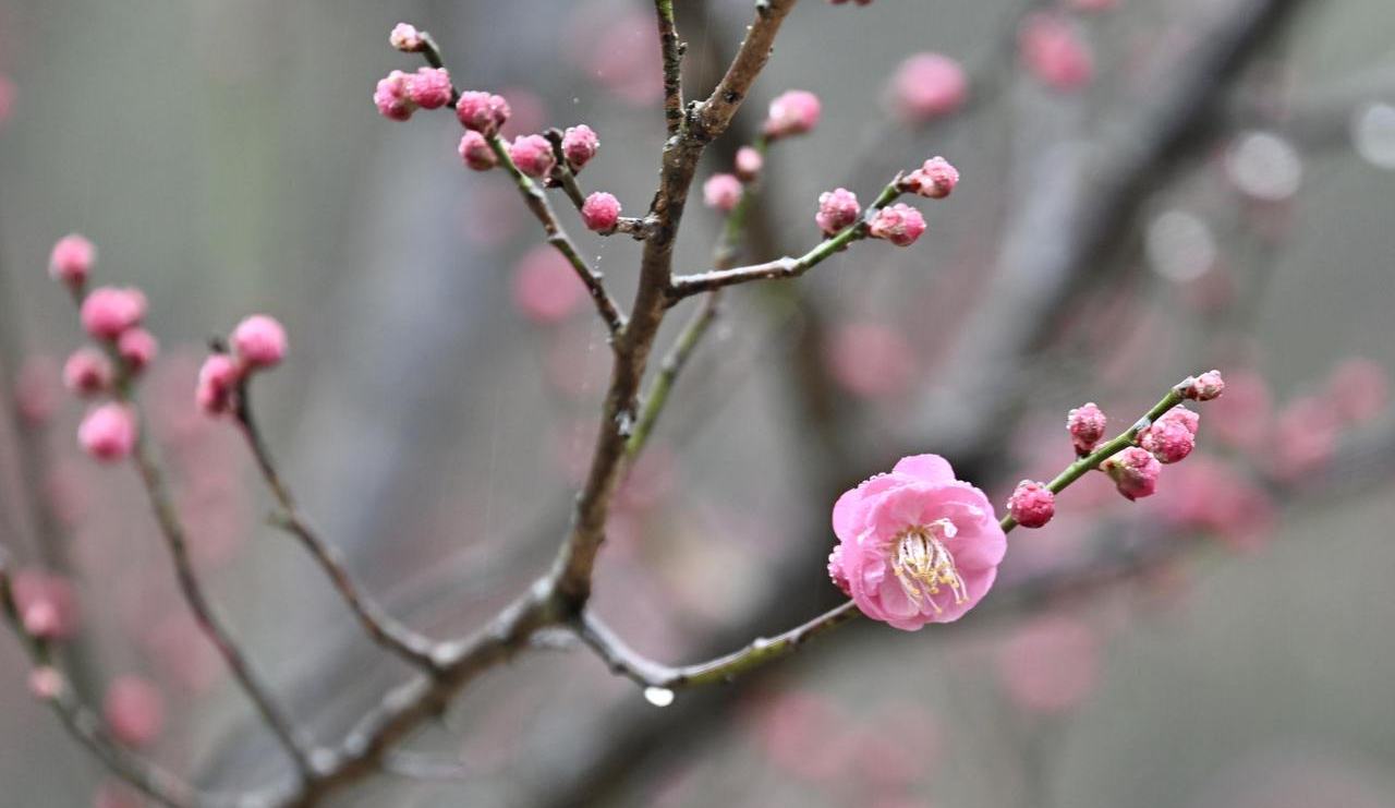 寒潮拉开帷幕 浙江全省多地将飘雪