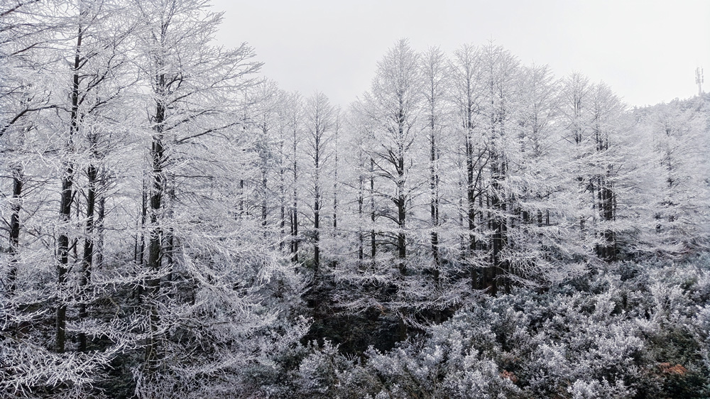 1月21日，位于温州永嘉的大寺基出现雾凇景观。王哲孟摄