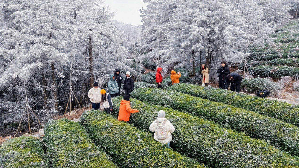 市民游客前来观赏雾凇美景。王哲孟摄