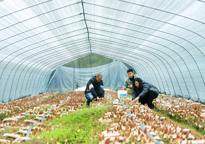 遂昌羊肚菌產業規模持續壯大。遂昌縣委宣傳部供圖