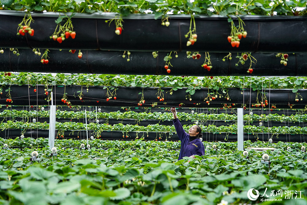 1月22日，浙江省龙泉市的草莓大棚内，农户在立体栽培架上采摘草莓。人民网 章勇涛摄