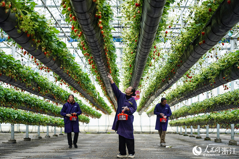 1月22日，浙江省龙泉市的草莓大棚内，农户在立体栽培架上采摘草莓。人民网 章勇涛摄