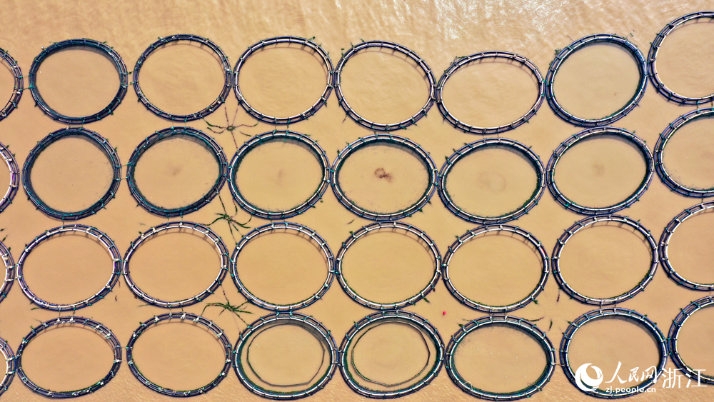 大陈岛的深海黄鱼养殖基地。人民网记者 郭扬摄