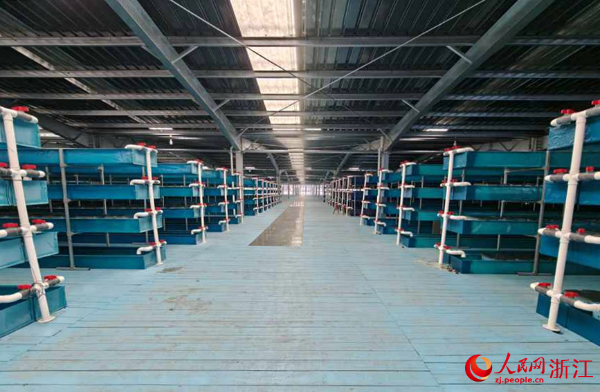 工厂化青蟹养殖间。人民网记者 张丽玮摄