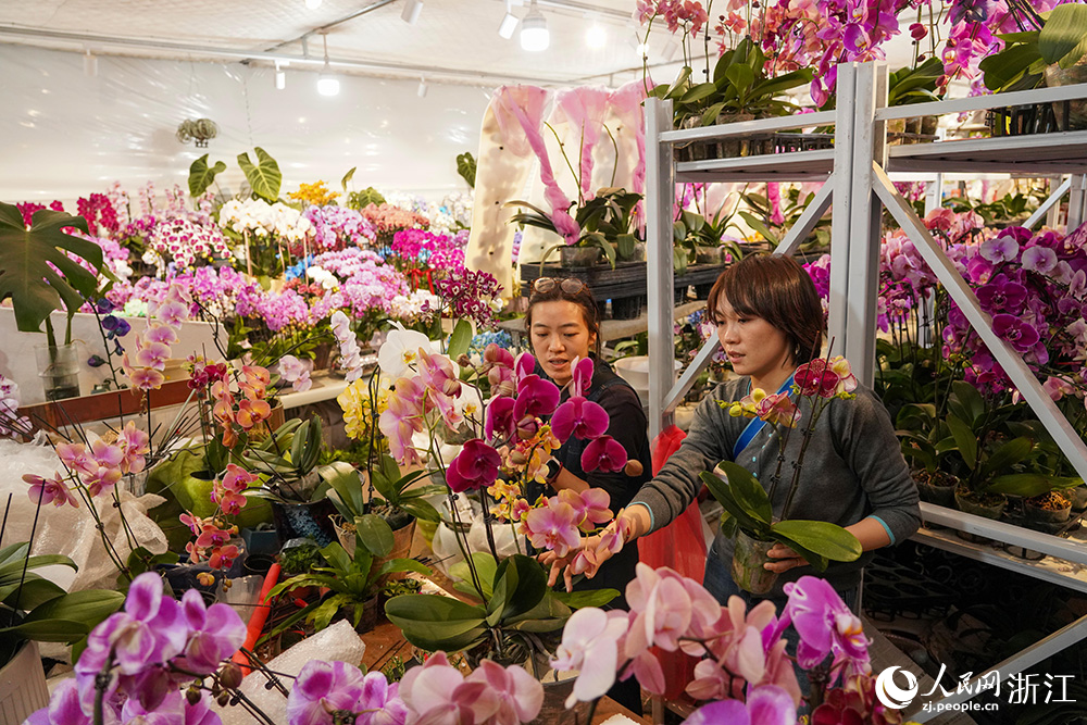 市民在挑選心儀的年宵花。人民網 章勇濤攝