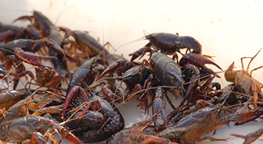 盱眙小龙虾“打飞的”闯市场