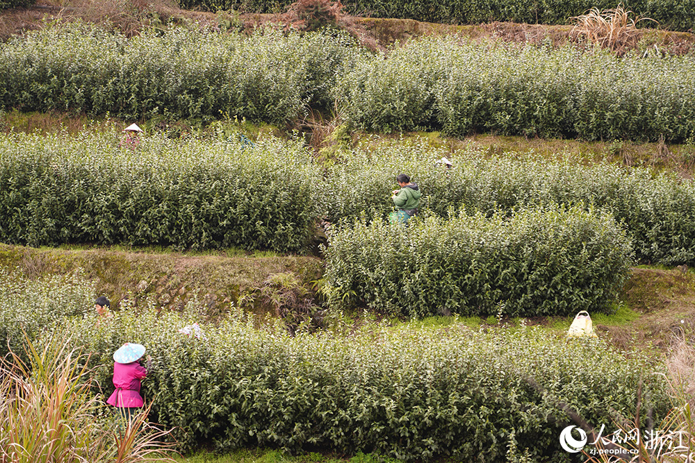 3月2日，浙江省麗水市蓮都區大港頭鎮，茶農在茶園採春茶。人民網 章勇濤攝