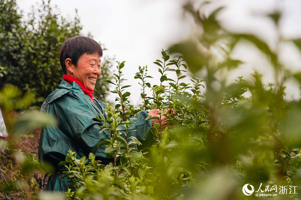 3月2日，浙江省麗水市蓮都區大港頭鎮，茶農在茶園採春茶。人民網 章勇濤攝
