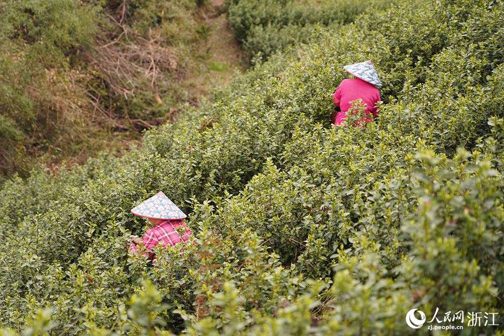3月2日，浙江省丽水市莲都区大港头镇，茶农在茶园采春茶。人民网 章勇涛摄