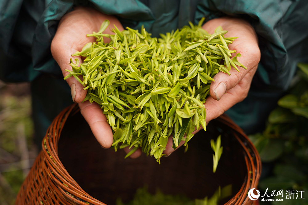 3月2日，浙江省麗水市蓮都區大港頭鎮，茶農展示剛採摘下來的春茶。人民網 章勇濤攝