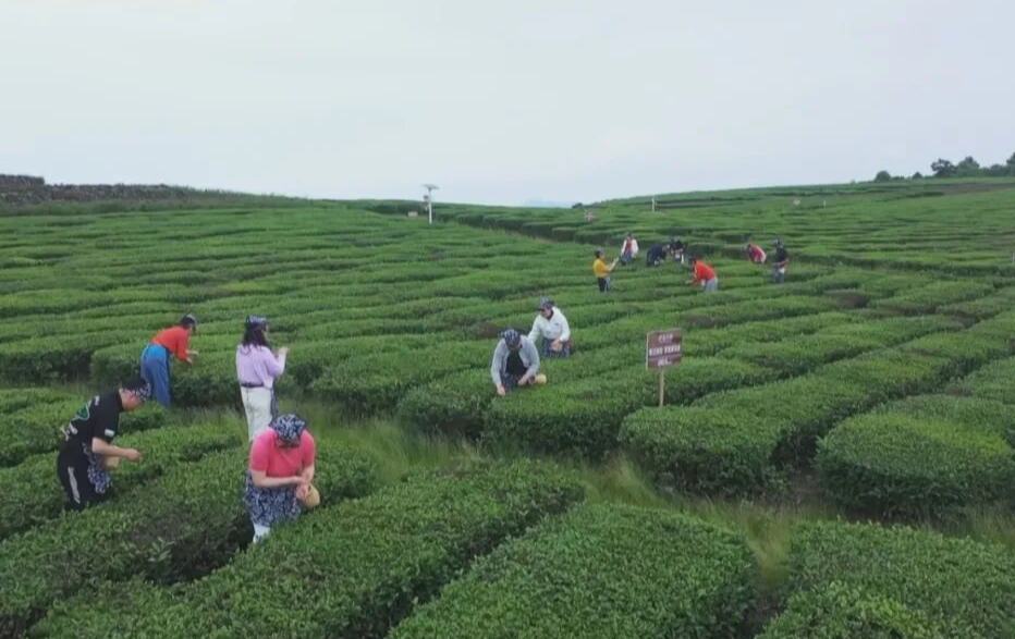春日的第一口香，抢“鲜”上市！