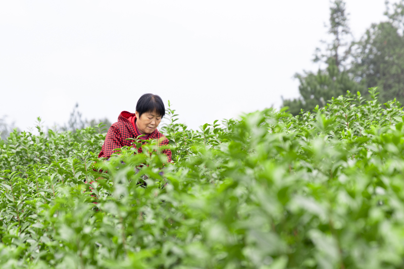 采摘春茶。文成县委宣传部供图