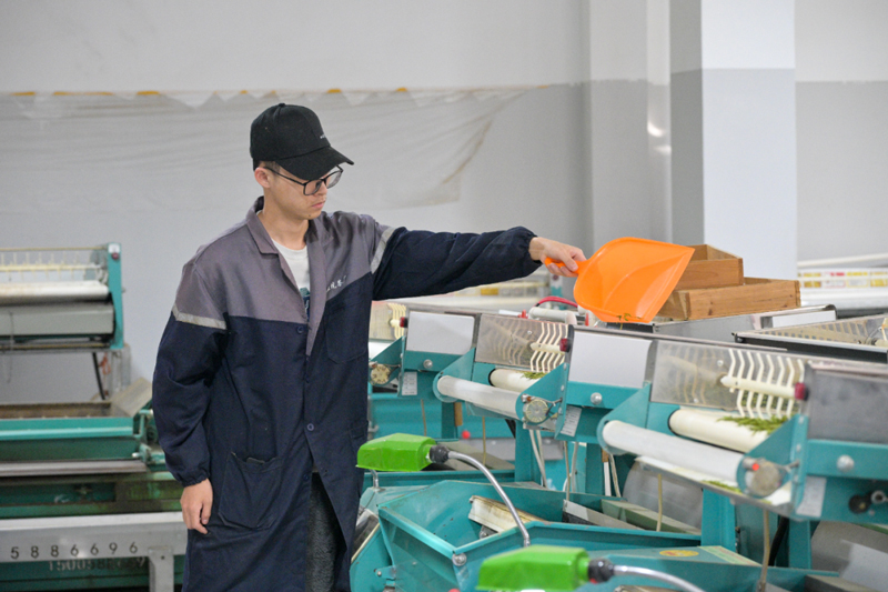 茶企开足马力赶制新茶。文成县委宣传部供图