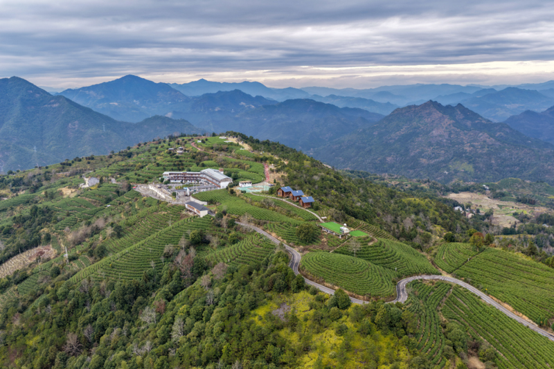 茶产业已成为文成助农增收的特色优势产业。文成县委宣传部供图
