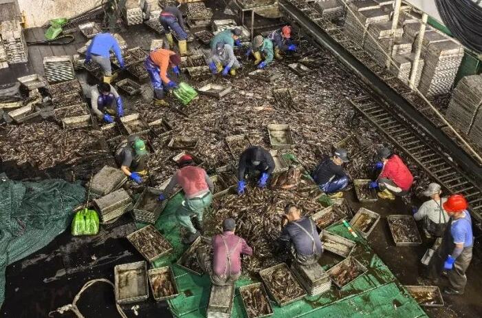 一条印度洋的鱿鱼“游”到了温岭