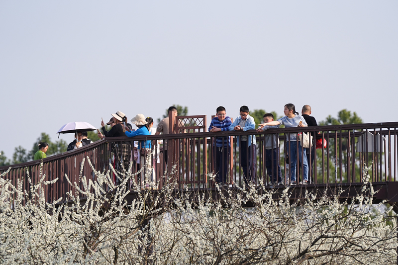 槜李花陆续绽放，吸引大批游客前来踏青赏花。桐乡市委宣传部供图