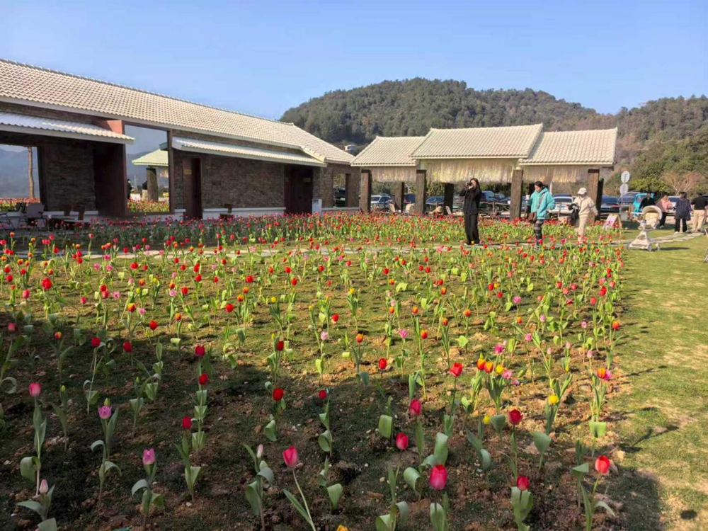 五颜六色的郁金香错落有致地盛开着。干雨微摄