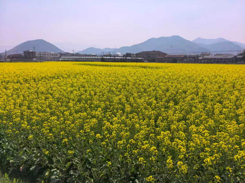 油菜花正值盛花期，與遠處的水杉林相映成趣。干雨微攝