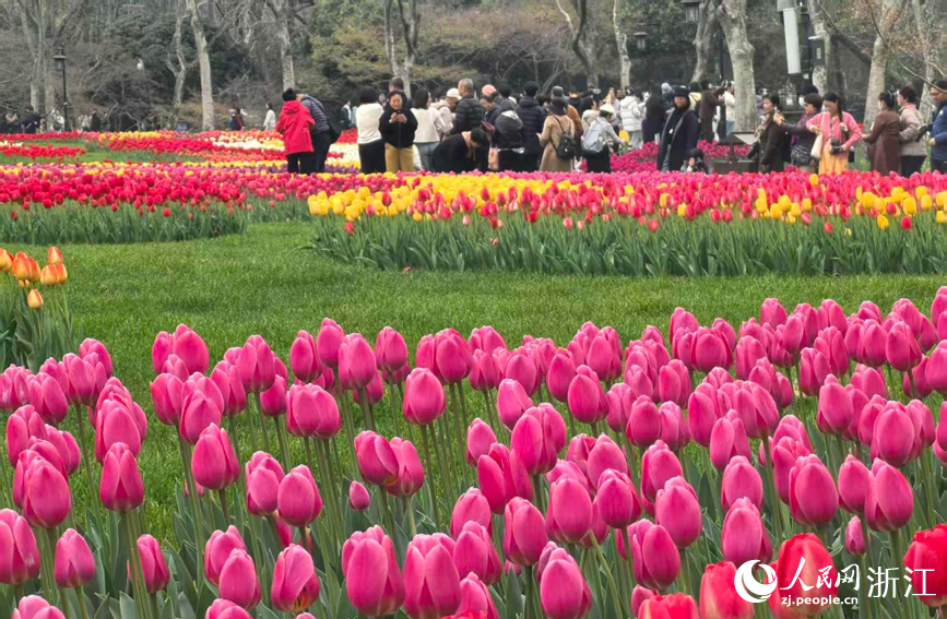 杭州太子湾公园内数十万株郁金香次第绽放。人民网记者 张帆摄