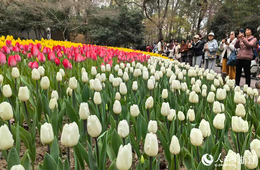杭州太子灣公園內數十萬株郁金香次第綻放。人民網記者 張帆攝