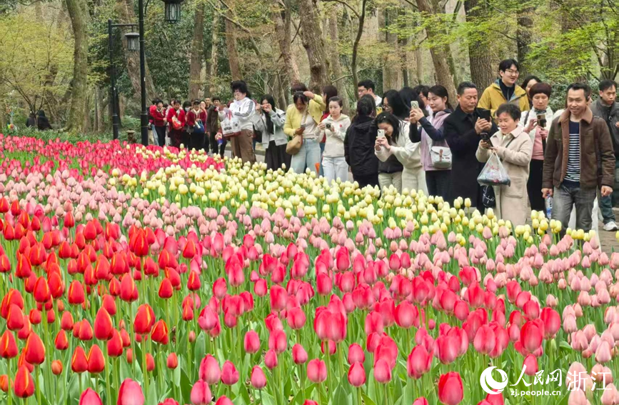 杭州太子灣公園內數十萬株郁金香次第綻放。人民網記者 張帆攝