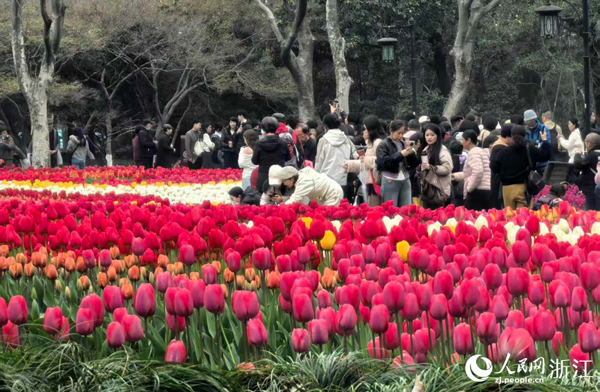 杭州太子湾公园内数十万株郁金香次第绽放。人民网记者 张帆摄