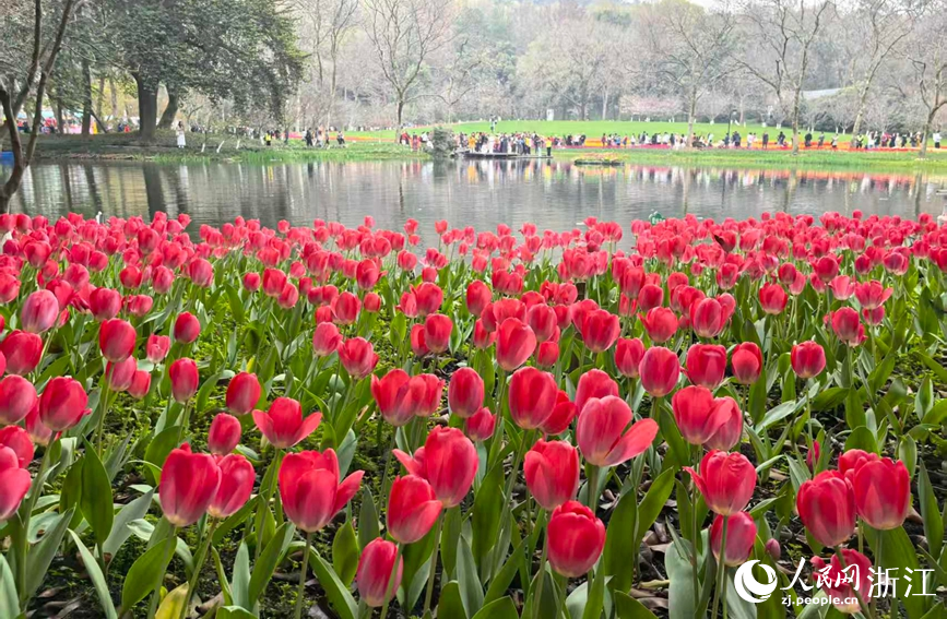 杭州太子湾公园内数十万株郁金香次第绽放。人民网 章勇涛摄