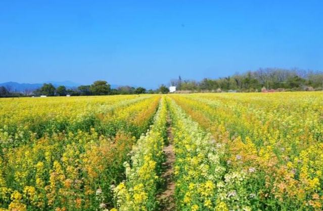蓮都這片七彩花海，藏著最治愈的春天