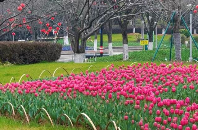 绍兴这片春季顶流花海，开了！