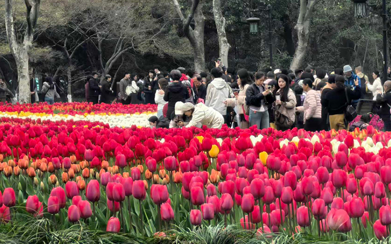 杭州：郁金香花开迎客来