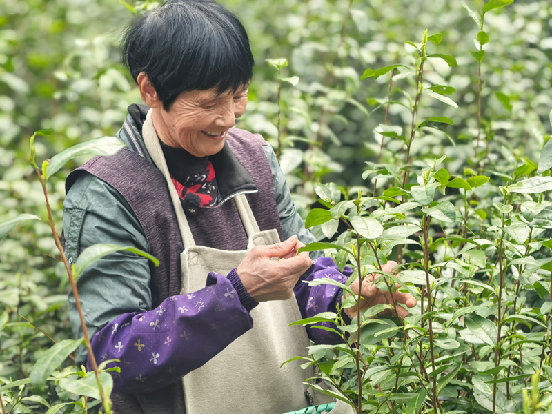 采茶工人正在采茶。桐庐县委宣传部供图