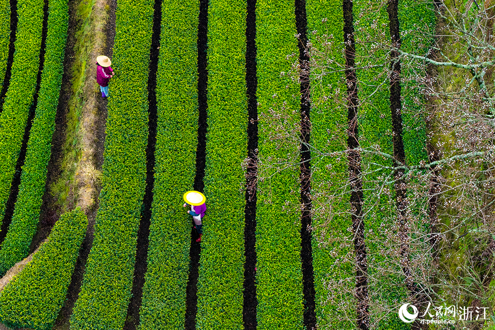 浙江省丽水市云和县崇头镇茶园绿意盎然，茶农穿梭其间采摘新茶。人民网 章勇涛摄