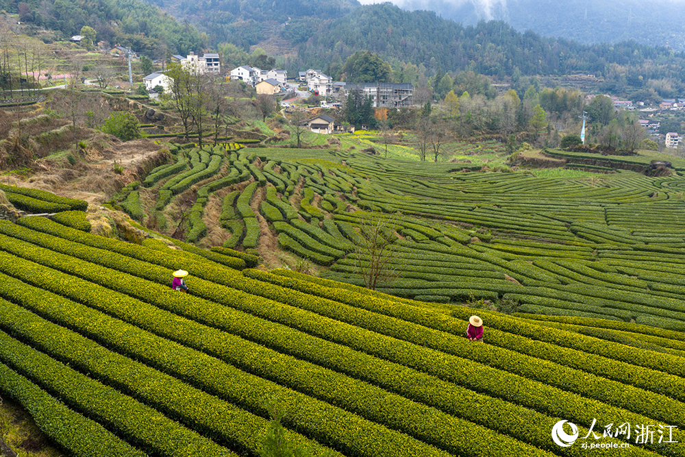 浙江省丽水市云和县崇头镇茶园绿意盎然，茶农穿梭其间采摘新茶。人民网 章勇涛摄