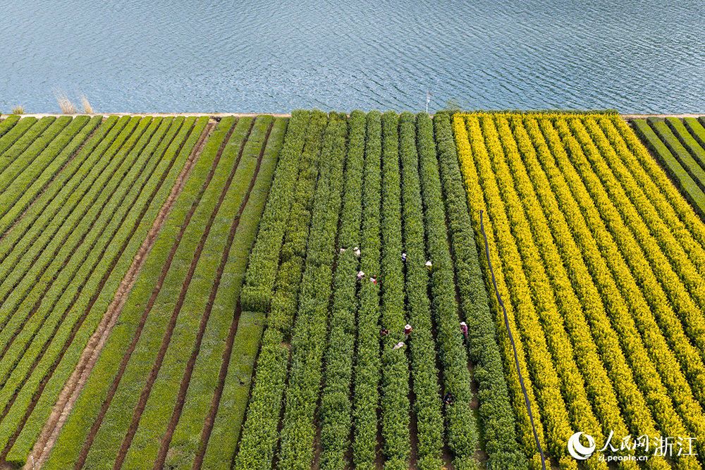 浙江省丽水市云和茶园绿意盎然，茶农穿梭其间采摘新茶。人民网 章勇涛摄