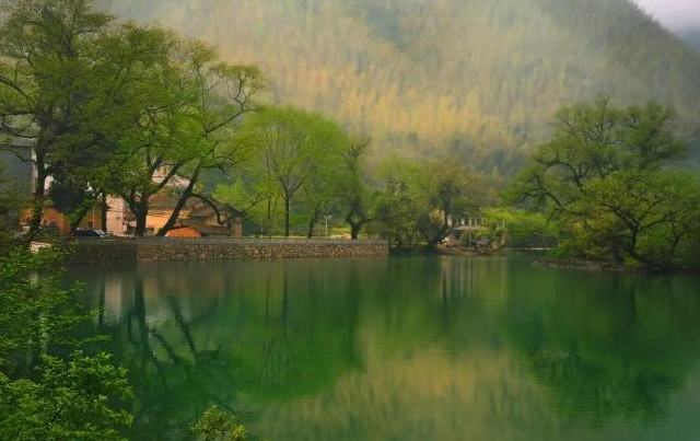 在淳安 ，傾聽古樹年輪裡的光陰故事