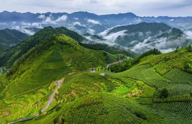 安嶺高山春茶開採，“金葉子”鋪就共富路