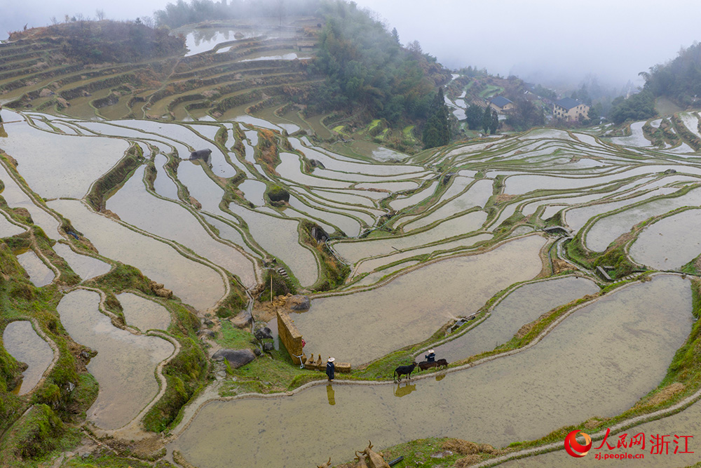 蓄满春水的云和梯田与农民劳作的身影共同构成了一幅春日农耕画卷。人民网 章勇涛摄