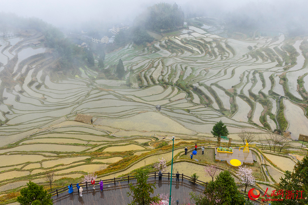 游客欣賞雲和梯田風光。人民網 章勇濤攝