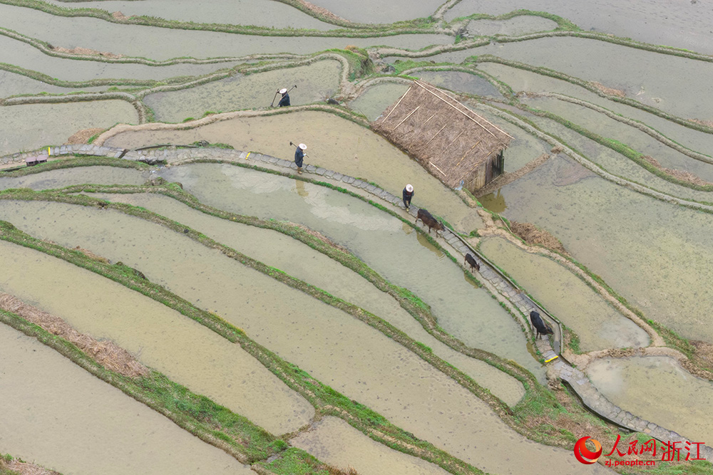 蓄滿春水的雲和梯田與農民勞作的身影共同構成了一幅春日農耕畫卷。人民網 章勇濤攝