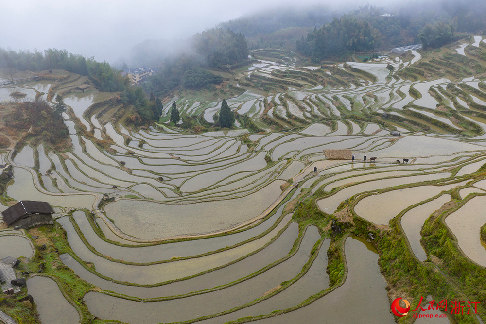 蓄滿春水的雲和梯田與農民勞作的身影共同構成了一幅春日農耕畫卷。人民網 章勇濤攝