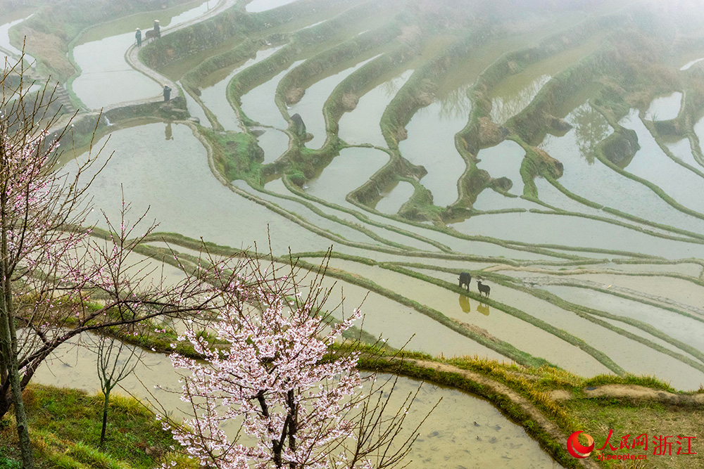 蓄滿春水的雲和梯田與農民勞作的身影共同構成了一幅春日農耕畫卷。人民網 章勇濤攝