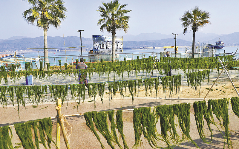 海苔迎来采收旺季