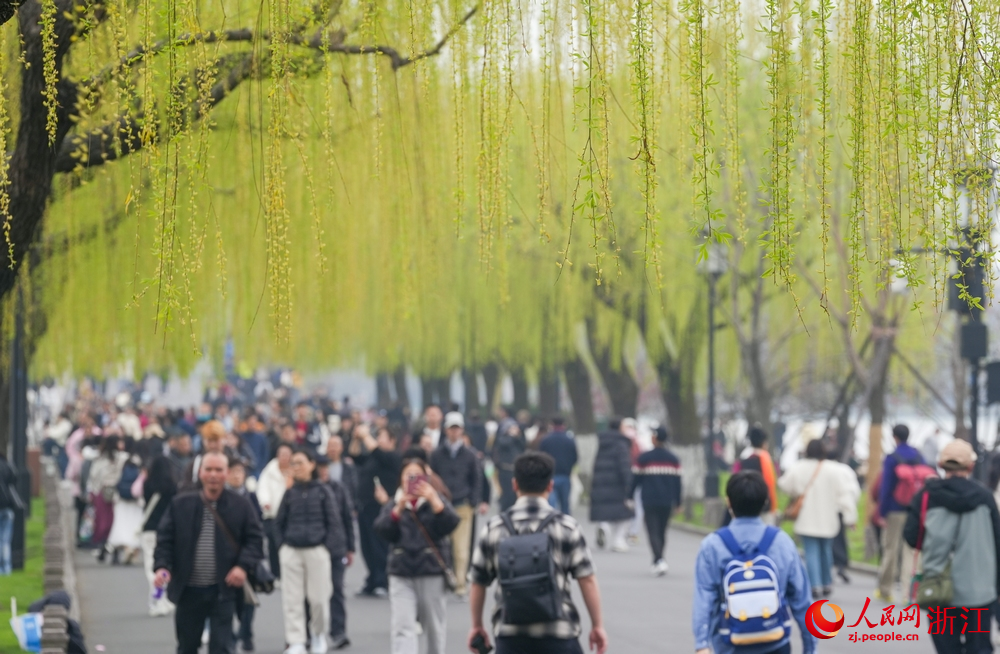 3月20日，浙江杭州西湖景區垂柳初綻嫩芽，游客穿行其間。人民網記者 郭揚攝
