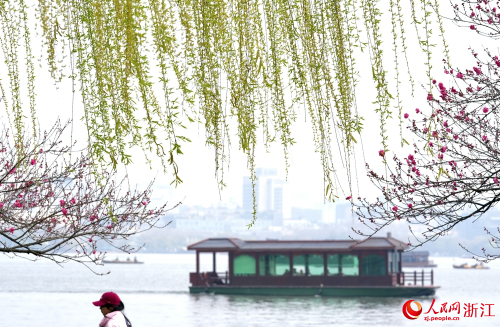 3月20日，浙江杭州西湖景区垂柳初绽嫩芽。人民网记者 郭扬摄
