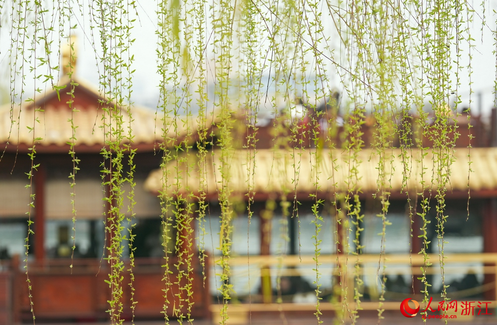 3月20日，浙江杭州西湖景区垂柳初绽嫩芽。人民网记者 郭扬摄