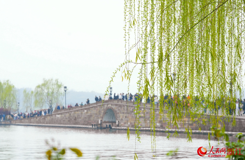 3月20日，浙江杭州西湖景區垂柳初綻嫩芽，斷橋上游人如織。人民網記者 郭揚攝