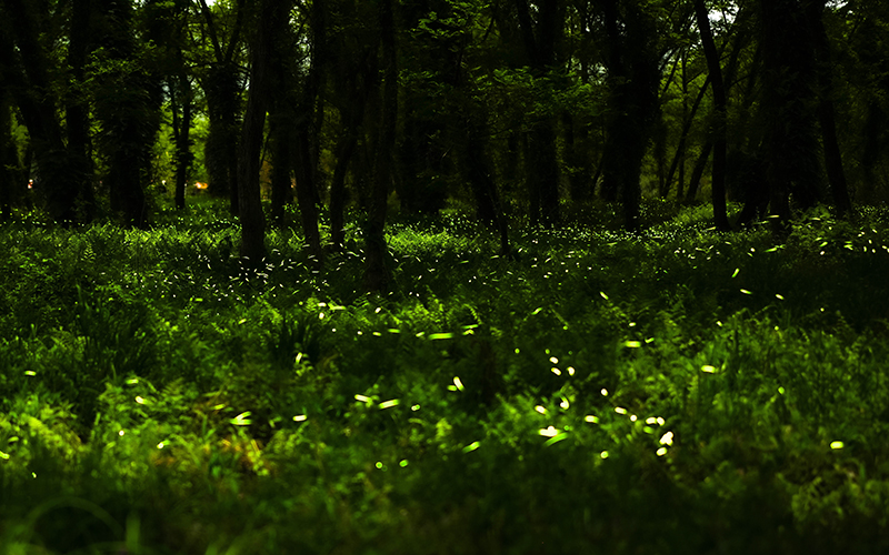 湿地内的“萤光星海”。陈正义摄
