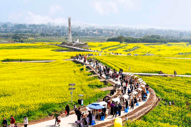 油菜花田邊的“共富市集”人氣旺。麗水市委宣傳部供圖