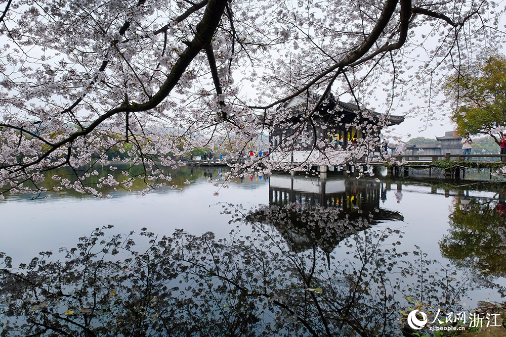 3月24日，杭州西湖风景名胜区曲院风荷景区樱花如云似雪，临湖绽放。人民网 章勇涛摄