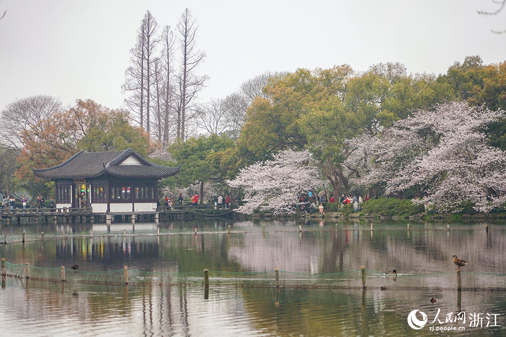 3月24日，杭州西湖风景名胜区曲院风荷景区樱花如云似雪，临湖绽放。人民网 章勇涛摄